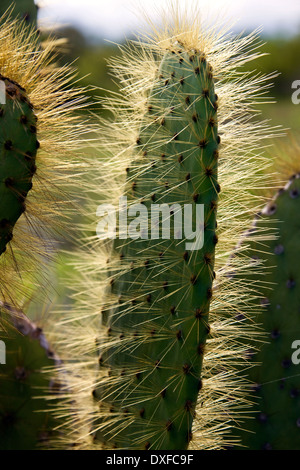 Feigenkaktus (Opuntia spp.) Insel Santiago auf den Galapagos-Inseln, Ecuador. Stockfoto