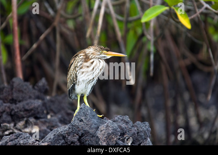 Gekerbten Lava Heron (Butorides Striata) in Mangroven in Elizabeth Bay auf der Insel Isabela auf den Galapagos-Inseln, Ecuador Stockfoto