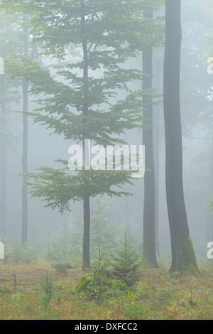 Buchenwald (Fagus Sylvatica) im frühen Morgennebel, Spessart, Bayern, Deutschland, Europa Stockfoto