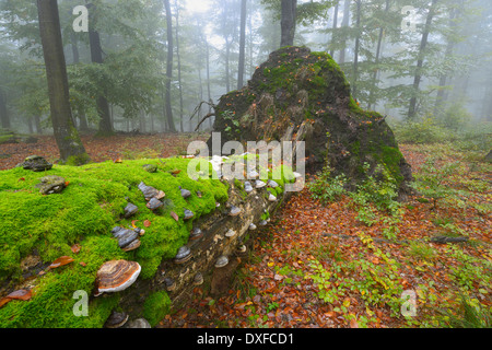 Alten bemoosten Baumstamm in Buchenwald (Fagus Sylvatica), Spessart, Bayern, Deutschland, Europa Stockfoto