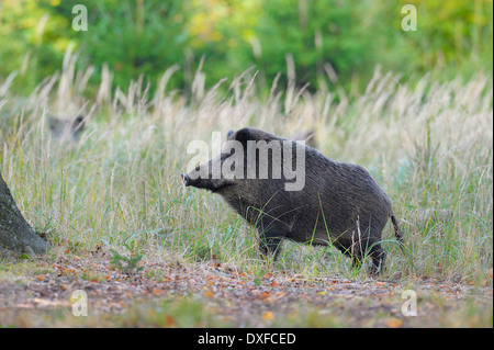 Wildschwein (Sus Scrofa), Spessart, Bayern, Deutschland, Europa Stockfoto