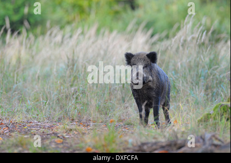 Wildschwein (Sus Scrofa), Spessart, Bayern, Deutschland, Europa Stockfoto