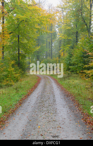 Straße durch Buchenwald (Fagus Sylvatica) im Herbst, Spessart, Bayern, Deutschland, Europa Stockfoto