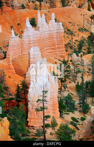 Felsformationen und Hoodoos, abends Licht, Bryce-Canyon-Nationalpark, Sunset Point, Utah, USA Stockfoto