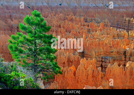 Pinyon Kiefern, Hoodoos, Sunrise Point, Bryce-Canyon-Nationalpark, Utah, USA / (Pinus spec.) / Morgenlicht Stockfoto