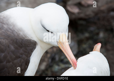 Ein paar Black-Browed Albatross (Thalassarche Melanophris) Balzverhalten, die paar Bande zu stärken Stockfoto