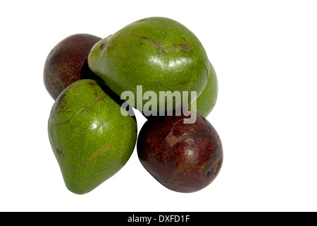 drei grüne und zwei organischen reife Avocados Stockfoto
