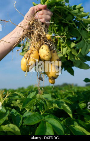 Nahaufnahme des Mannes Hand, die Kartoffelpflanze im Feld, während der Kartoffelernte, Deutschland Stockfoto