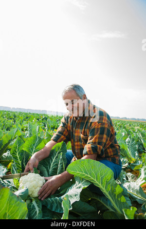 Landwirt in Feld suchen bei Blumenkohl Crop, Deutschland Stockfoto