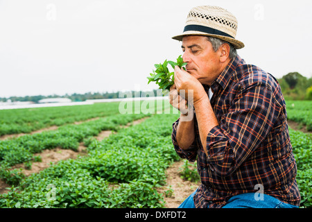 Nahaufnahme der Bauer im Feld, Blätter halten und riechen von Ernte, Deutschland Stockfoto