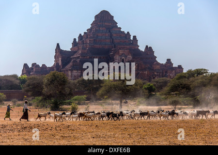 Ein Hirte und seine Ziege Herde in der Nähe der Dhammayangyi Tempel in der antiken Stadt Bagan in Myanmar (Burma). Stockfoto