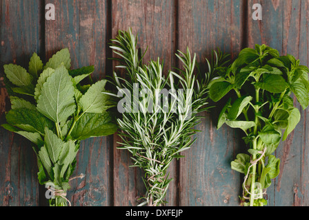 Frische Kräuter Pflanzen. Küchenkräuter und Gewürze Stockfoto
