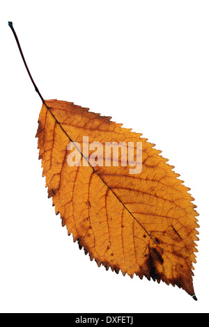 Orange Kirsche Blatt isoliert auf weißem Hintergrund für Ihr Design, Herbst-symbol Stockfoto