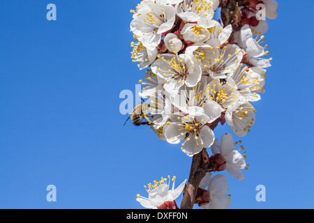 Nahaufnahme Foto von Frühlingsblüten und Honigbiene Stockfoto