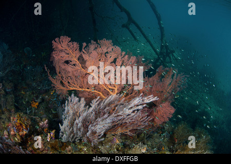 Korallen wachsen in seichtem Wasser, Raja Ampat, West Papua, Indonesien Stockfoto