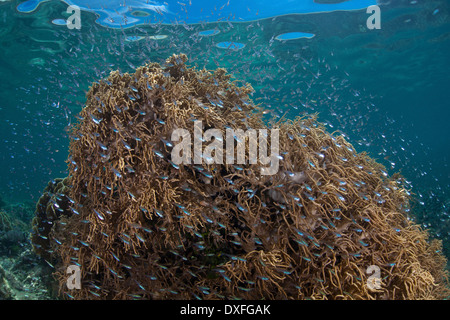 Leder, Weichkorallen und Kehrmaschinen, Sinularia Flexibilis, Raja Ampat, West Papua, Indonesien Stockfoto