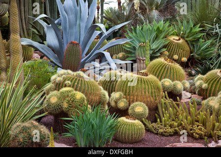 Kaktus in die botanischen Gärten von El Huerto del Cura in Elche in der Nähe von Alacante in Spanien. Stockfoto