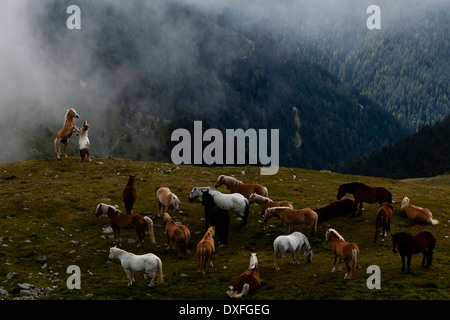 Aufzucht am Abgrund. Zwei Pferde kämpfen in der Nähe einer Pferdeschar auf einer Wiese in den Alpen. Die Rossalm bei Brixen - Nomen est omen Stockfoto