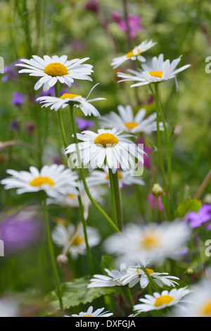 Nahaufnahme von Gänseblümchen in blühenden Wiese im Sommer, Bayern, Deutschland Stockfoto
