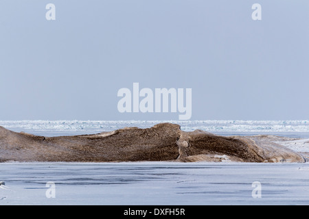 Großen gefrorenen Schnee und Sand driften am Lake Huron Grand Bend, Ontario Stockfoto