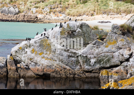 Magellan-Pinguine, Spheniscus Magellanicus, Gypsy Cove in der Nähe von Port Stanley auf den Falklandinseln, aus Argentinien, Stockfoto