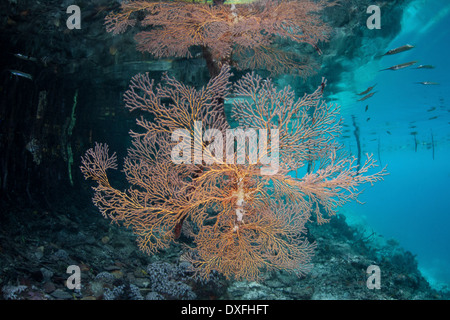 Korallen wachsen in Mangroven, Melithaea SP., Raja Ampat, West Papua, Indonesien Stockfoto