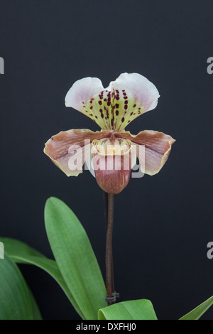 Orchidee blüht Stockfoto