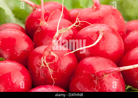 Rettich-Makro Stockfoto