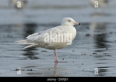 Glaucous Gull Larus Hyperboreus - ersten Winter. Stockfoto