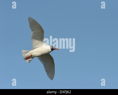 Mediterrane Gull - Larus melanocephalus Stockfoto