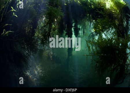 Pflanzen in Marine Lake, Raja Ampat, West Papua, Indonesien Stockfoto