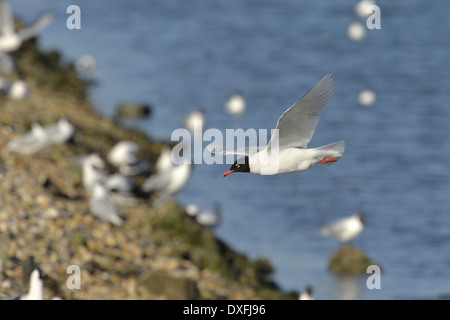 Mediterranean Gull Larus Melanocephalus - Zucht Erwachsene Stockfoto