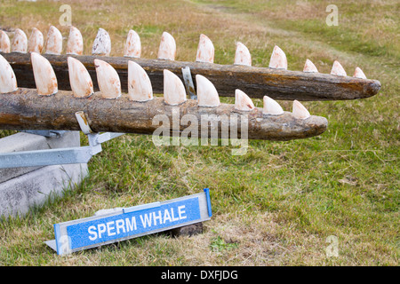 Ein Gutsbesitzer in Port Stanley auf den Falklandinseln, ein Walmuseum mit einem Anti Walfang geschaffen hat, schräg. Stockfoto