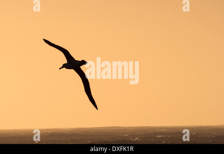 Ein Wanderalbatros; Diomedea Exulans, den Vogel mit der größten Spannweite auf dem Planeten, auf rund 11 Fuß 6 Zoll, Stockfoto