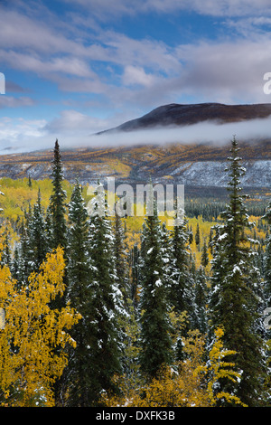 Herbstfärbung und der erste Schnee im Tal Stewart River, Yukon Territorien, Kanada Stockfoto