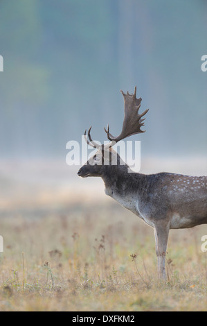 Männlicher Damhirsch (Cervus Dama) im Herbst, Hessen, Deutschland Stockfoto