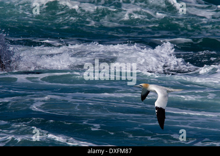 Ein Erwachsener Basstölpel (Morus Bassanus) Tiefflug über die raue See, Cornwall, UK. Stockfoto