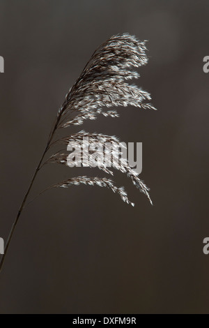 Eine einzelne Seedhead von der gemeinsamen Reed, (Phragmites Australis), Hintergrundbeleuchtung, Cornwall, UK. Stockfoto