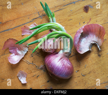 Sprießende Schalotten auf hölzernen Hintergrund, Studio gedreht Stockfoto