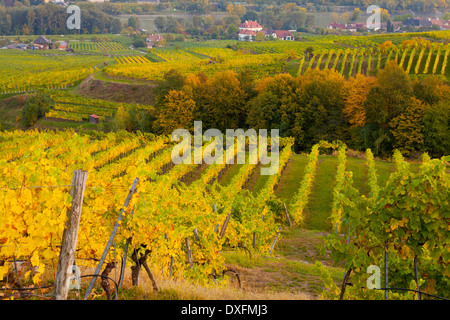 Weinberge entlang der Donau, Wachau, Österreich Stockfoto