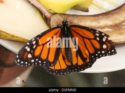 Männliche amerikanische Monarchfalter (Danaus Plexippus) auf Futtersuche auf Frucht Stockfoto