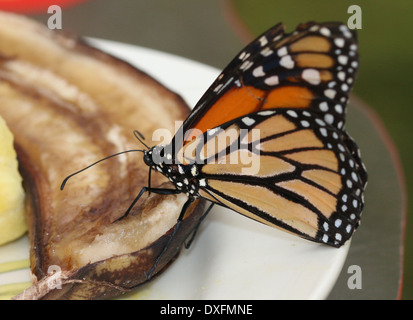 Amerikanische Monarchfalter (Danaus Plexippus) ernähren sich von Obst Stockfoto