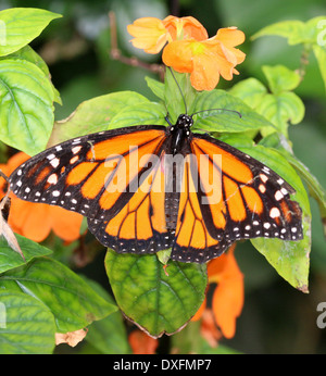 Männliche amerikanische Monarchfalter (Danaus Plexippus) auf Nahrungssuche auf einer Blume Stockfoto