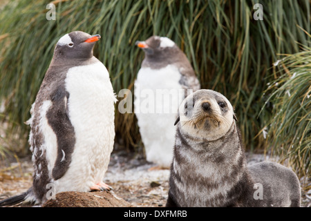 Ein Gentoo Penguin; Pygoscelis Papua, Mauser auf Prion Island, Südgeorgien, Antarktis mit einem Antarctic Fur Seal Pup. Stockfoto