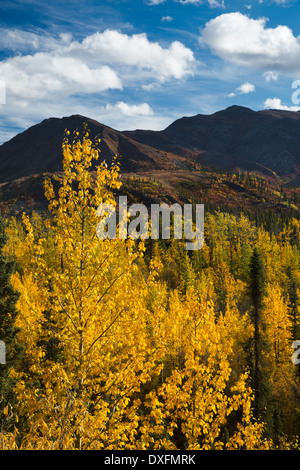 Herbstfärbung Farbsäume der Dempster Highway, Yukon Territorien, Kanada Stockfoto