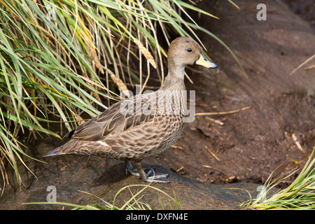 Eine Süd-Georgien Pintail, Anas Georgica Georgica, eine kleine Art der Ente, die endemisch ist zu und nur auf Südgeorgien gefunden Stockfoto