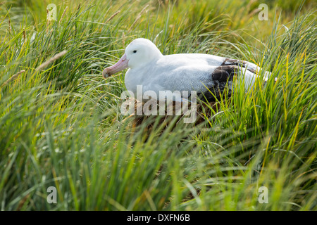 Ein Wanderalbatros; Diomedea Exulans, den Vogel mit der größten Spannweite auf dem Planeten, auf rund 11 Fuß 6 Zoll, Stockfoto