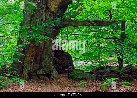 Alte Buche, ca. 600 Jahre alt, urzeitlichen Wald Sababurg, Hessen, Deutschland / (Fagus spec.) Stockfoto