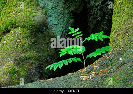 Lady-Farn wächst zwischen moosbedeckten Wurzeln der alten Buche Urwald Sababurg Hessen Deutschland / (entstanden spec.) Stockfoto