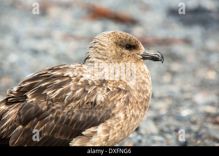 Ein Brown Skua, Stercorarius Antarcticus am Strand von Salisbury Plain, Südgeorgien, südliche Ozean. Stockfoto